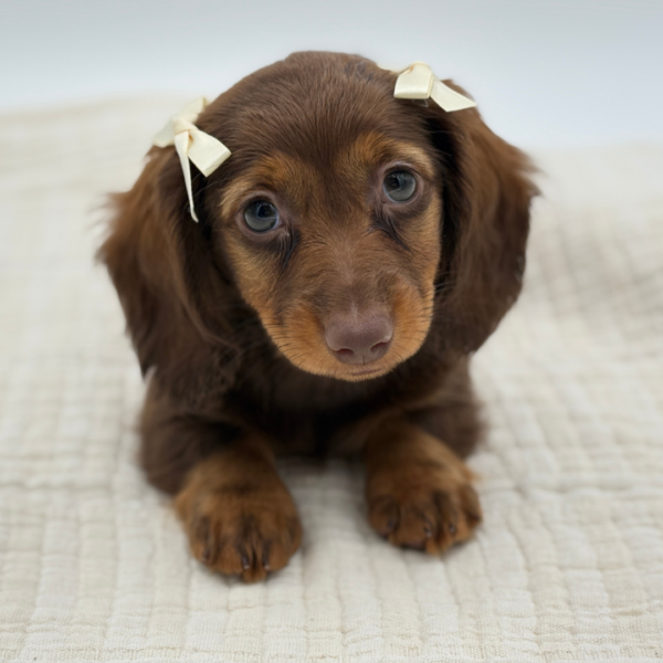 [#252835-04]  - Chocolate F Dachshund Puppies for Sale