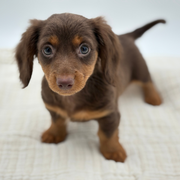 [#252799-05]  - Chocolate / Tan F Dachshund Puppies for Sale