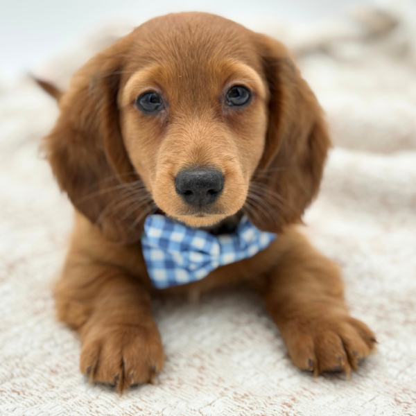 [#252918-01]  - Red M Dachshund Puppies for Sale