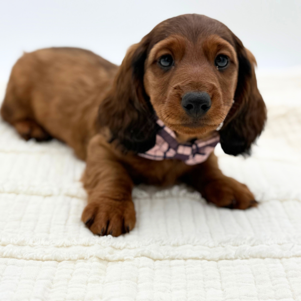 [#252435-01]  - Red M Dachshund Puppies for Sale