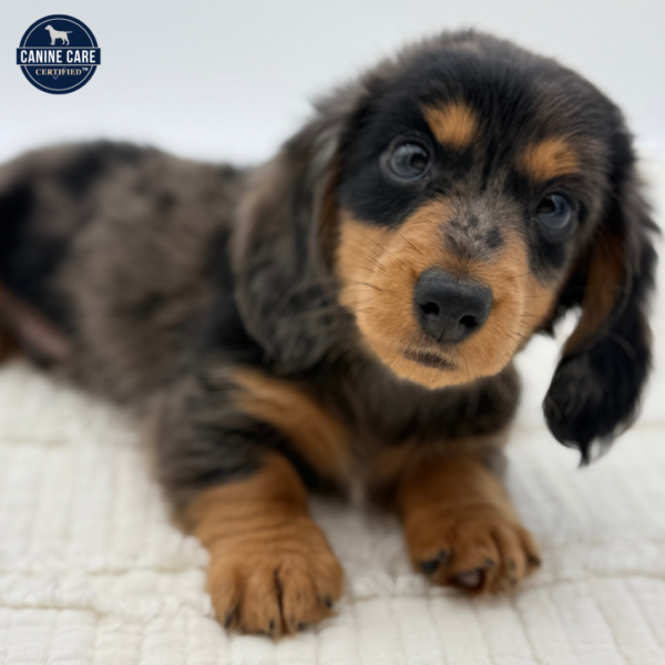 [#252475-01]  - Silver Dapple M Dachshund Puppies for Sale