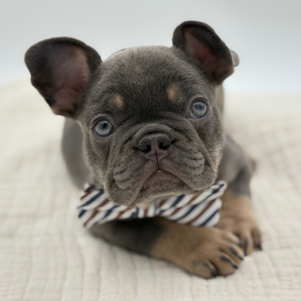 [#252699-01]  - Blue / Tan M French Bulldog Puppies for Sale