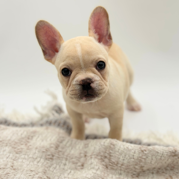 [#253296-03]  - Cream F French Bulldog Puppies for Sale