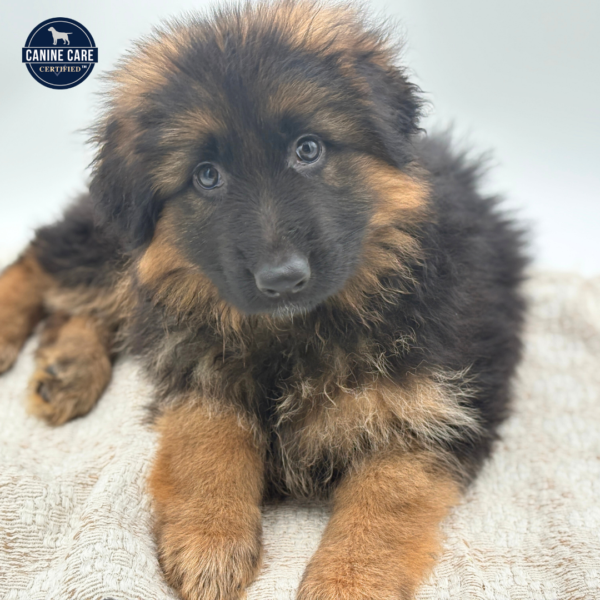 [#253191-04]  - M German Shepherd Dog Puppies for Sale