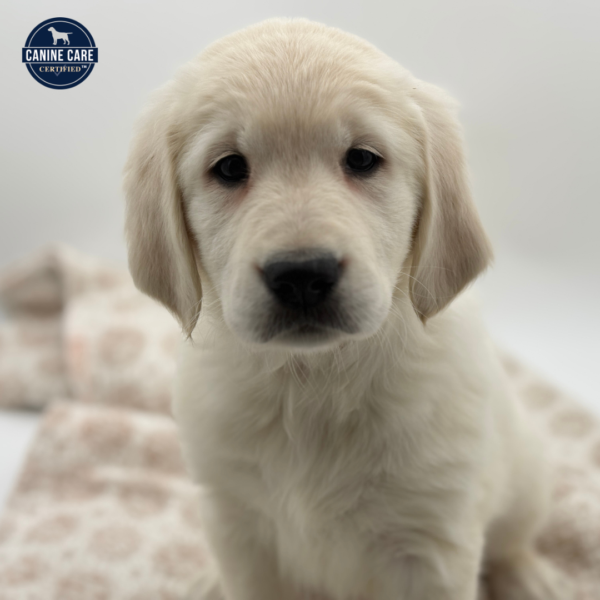 [#253163-02]  - Light Golden F Golden Retriever Puppies for Sale