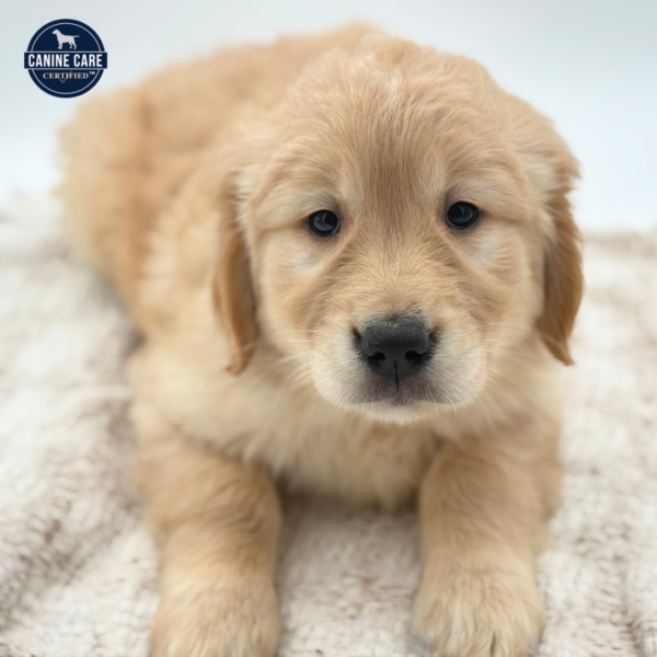 [#253167-09]  - Light Golden F Golden Retriever Puppies for Sale