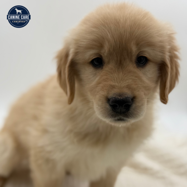 [#25402-01]  - Golden M Golden Retriever Puppies for Sale