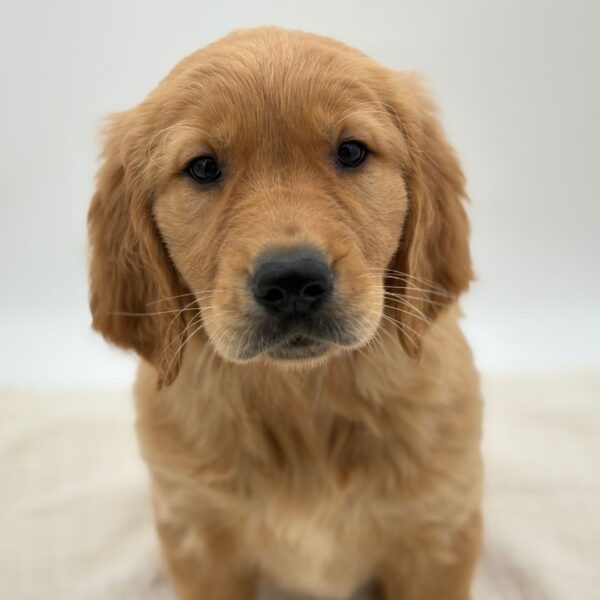 [#25374-04]  - Golden F Golden Retriever Puppies for Sale