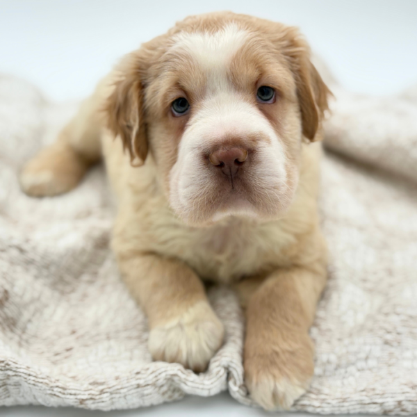 [#25127-05]  - Buff / White M Hippo Mini Puppies for Sale