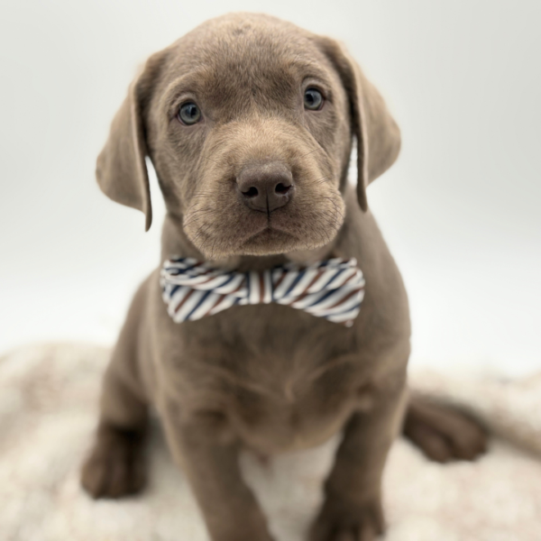 [#25386-03]  - Silver M Labrador Retriever Puppies for Sale