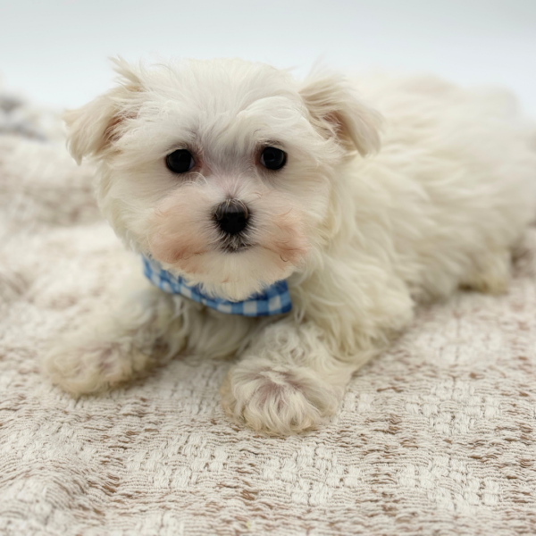 [#253308-02]  - White M Maltese Puppies for Sale