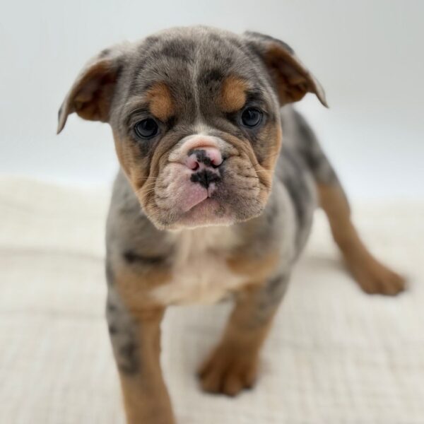 [#252246-07]  - F Bulldog Mini Puppies for Sale
