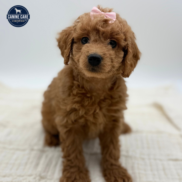 [#252364-09]  - Red F Goldendoodle Mini F1b Puppies for Sale