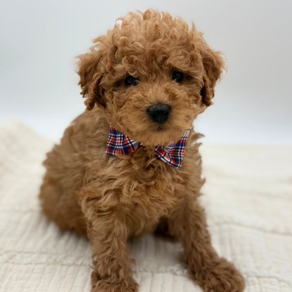 [#252364-07]  - Red M Goldendoodle Mini F1b Puppies for Sale