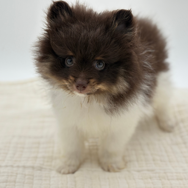 [#252734-04]  - Chocolate / White M Pomeranian Puppies for Sale