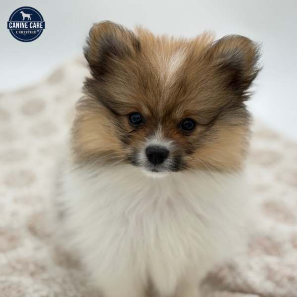 [#252883-01]  - Brown / White M Pomeranian Puppies for Sale