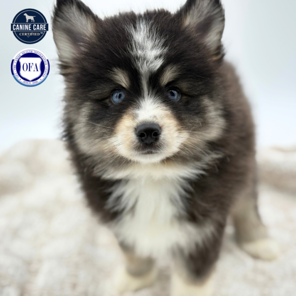 [#253157-03]  - Black / White M Pomsky Puppies for Sale