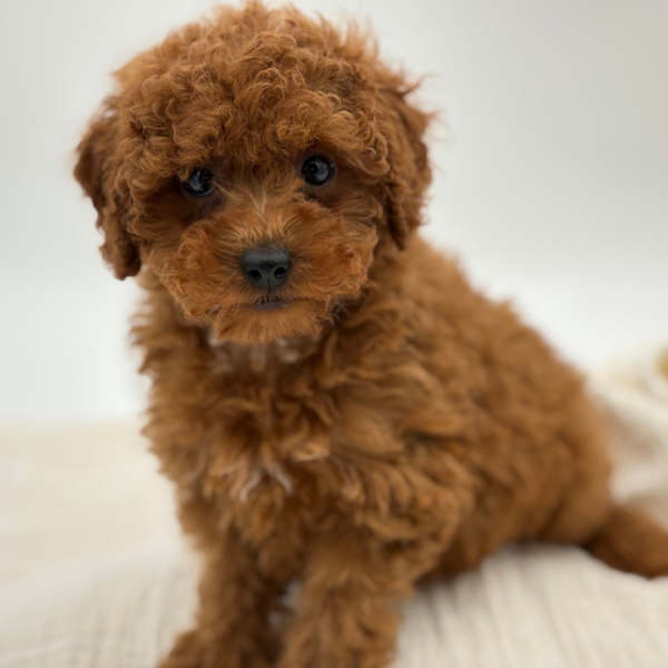 [#252333-03]  - Red F Poodle Puppies for Sale