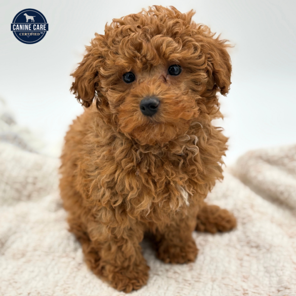 [#253275-02]  - Red F Poodle Puppies for Sale