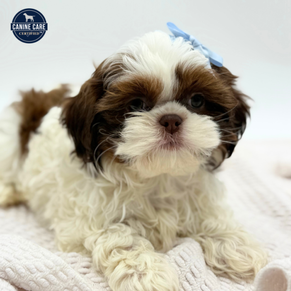 [#253236-04]  - Red Brindle / White F Shih Tzu Puppies for Sale