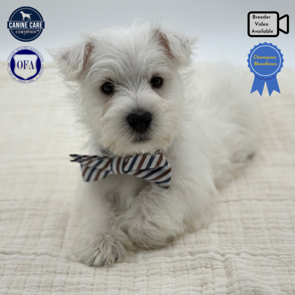 [#252744-02]  - White M West Highland White Terrier Puppies for Sale