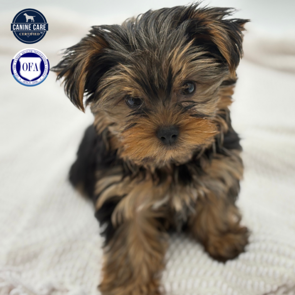 [#253297-01]  - Black / Tan M Yorkshire Terrier Puppies for Sale