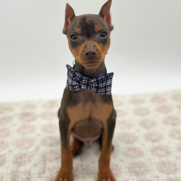 [#253271-04]  - Chocolate / Rust M Miniature Pinscher Puppies for Sale