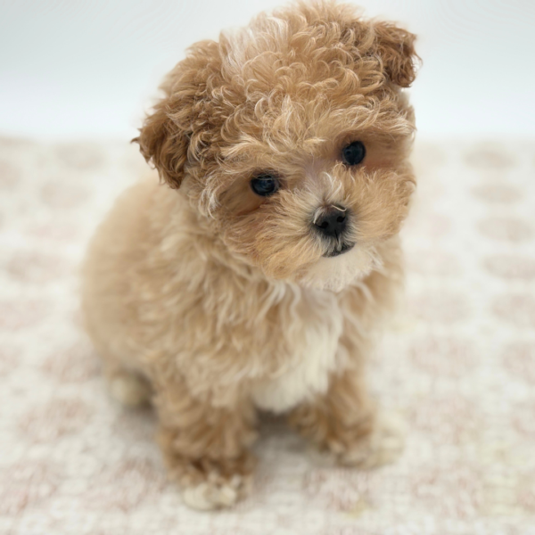 [#253436-04]  - Tan F Maltipoo Puppies for Sale