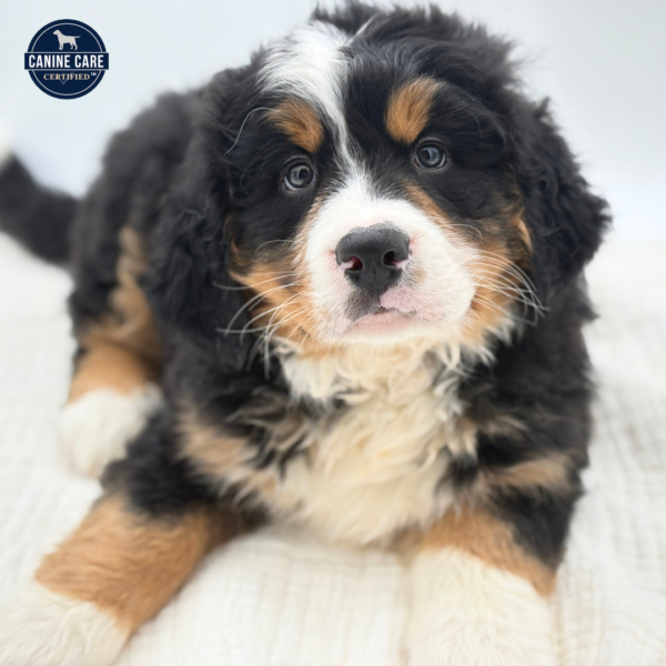 [#25415-02]  - Tri-Colored M Bernese Mountain Dog Puppies for Sale