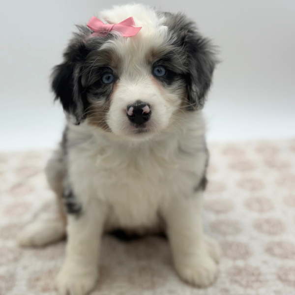 [#253455-04]  - Blue Merle F Miniature Australian Shepherd Puppies for Sale