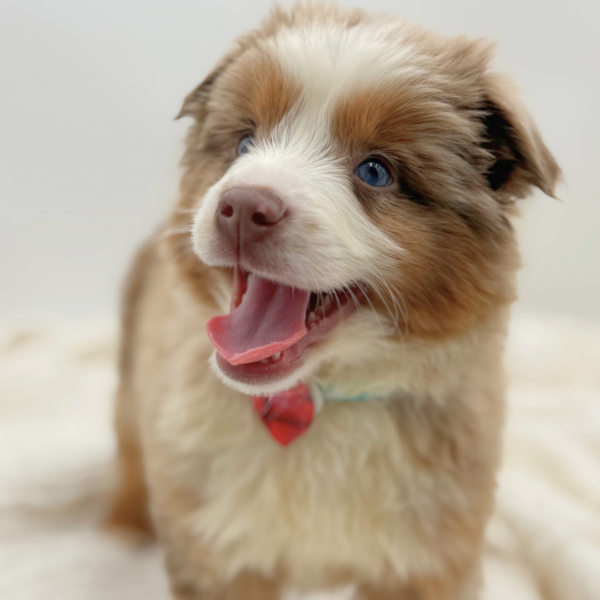[#253249-02]  - Red Merle M Miniature Australian Shepherd Puppies for Sale