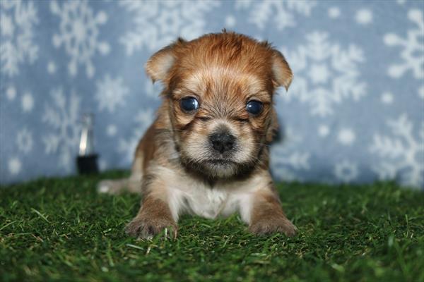 [#252391-04]  - Brown F Morkie Puppies for Sale