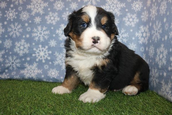 [#25415-02]  - Tri-Colored M Bernese Mountain Dog Puppies for Sale