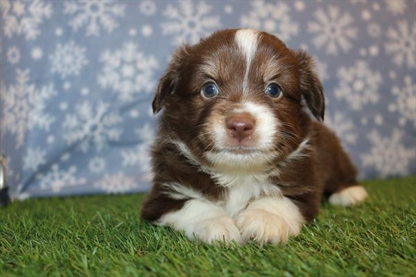 [#252478-03]  - Tri-Colored M Toy Australian Shepherd Puppies for Sale
