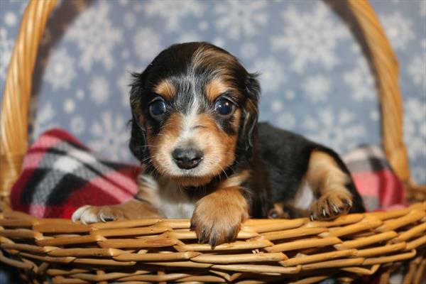 [#252548-05]  - Black / White F Dachshund Puppies for Sale