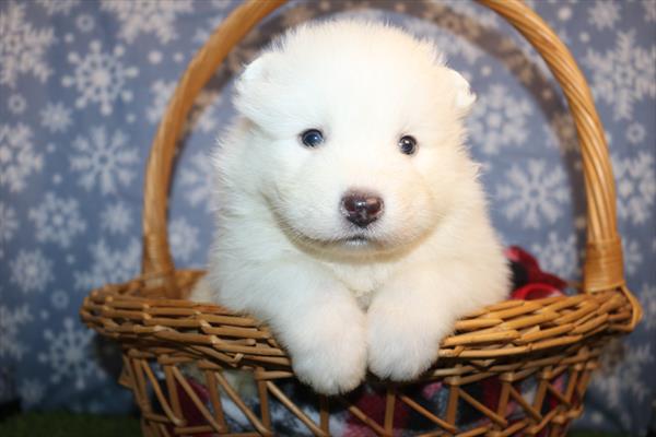 [#25419-01]  - White M Samoyed Puppies for Sale
