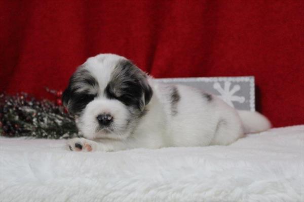 [#252316-02]  - Blue Merle M Hippo Mini Puppies for Sale