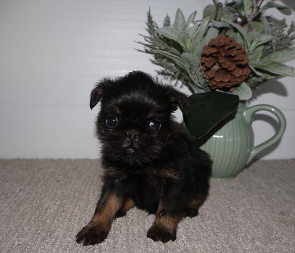 [#253395-02]  - Black / Tan M Brussels Griffon Puppies for Sale