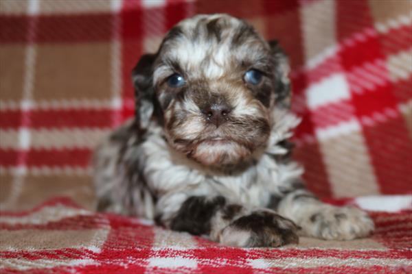 [#252623-02]  - Chocolate Merle F Cock A Poo Puppies for Sale