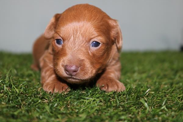 [#252612-02]  - F Dachshund Puppies for Sale