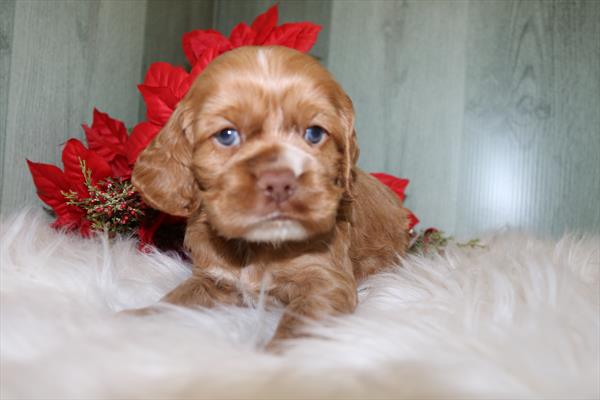 [#252688-02]  - Red M Cocker Spaniel Puppies for Sale
