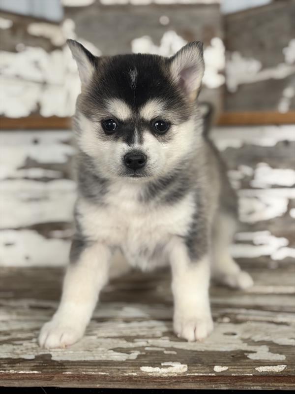 [#253394-06]  - Black Sable F Pomsky Puppies for Sale