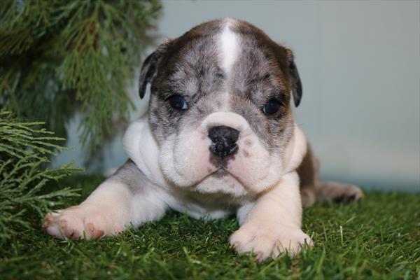 [#252605-01]  - Blue Merle M English Bulldog  Puppies for Sale
