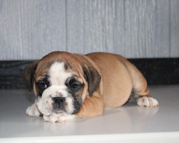 [#253237-04]  - Red / White F English Bulldog  Puppies for Sale