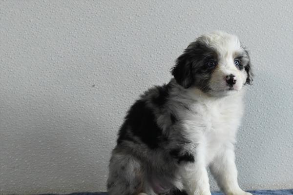 [#253455-04]  - Blue Merle F Miniature Australian Shepherd Puppies for Sale
