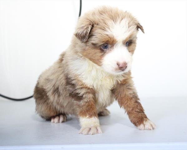 [#253249-02]  - Red Merle M Miniature Australian Shepherd Puppies for Sale