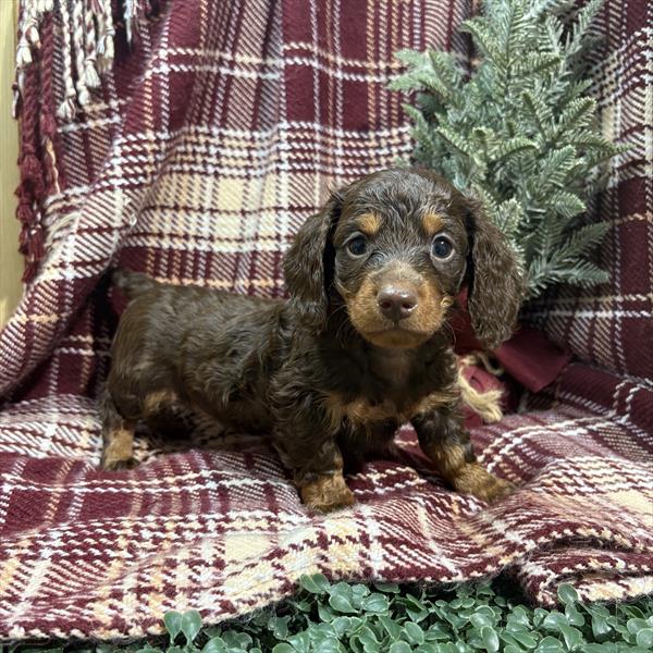 [#253315-03]  - Chocolate / Tan M Dachshund Puppies for Sale
