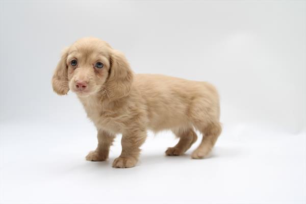 [#253219-02]  - Red F Dachshund Puppies for Sale