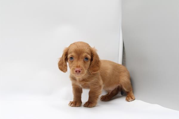 [#253219-03]  - Cream M Dachshund Puppies for Sale