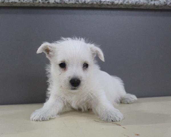 [#253293-04]  - White F West Highland White Terrier Puppies for Sale